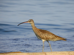 Numenius phaeopus