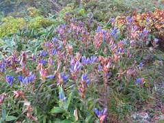 Gentiana makinoi