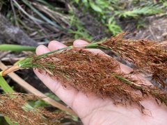 Machaerina sinclairii