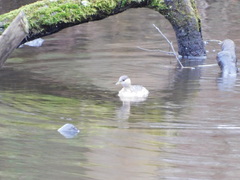 Tachybaptus ruficollis