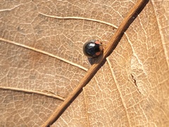 Hyperaspis bigeminata