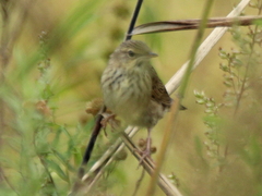Locustella lanceolata