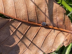 Hyperaspis bigeminata