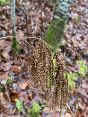 Aruncus