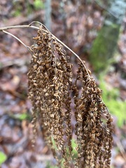 Aruncus