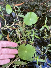 Hydrocotyle umbellata