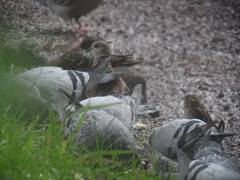 Sturnus vulgaris faroensis