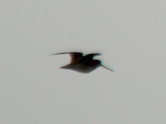 Gallinago gallinago