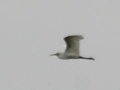 Egretta garzetta