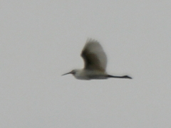Egretta garzetta