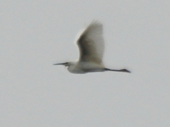 Egretta garzetta