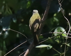 Myiozetetes granadensis