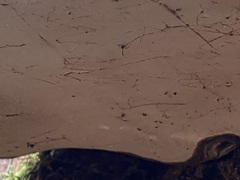 Ischnoderma benzoinum