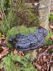 Ischnoderma benzoinum