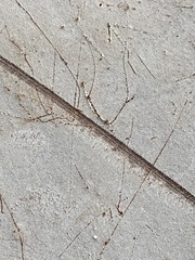 Ischnoderma benzoinum