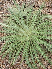Cirsium arizonicum