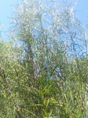 Acanthostyles buniifolius