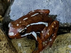 Epipedobates anthonyi