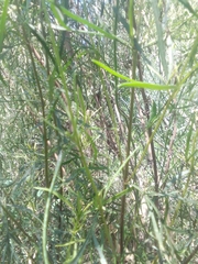 Acanthostyles buniifolius