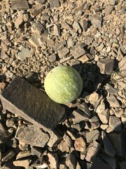 Citrullus colocynthis