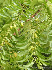 Azadirachta