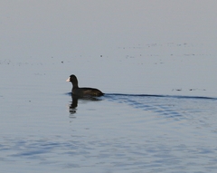 Fulica atra