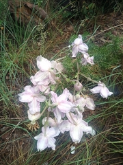 Clematis villosa stanleyi