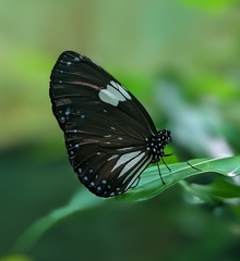 Euploea radamanthus