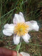 Clematis villosa stanleyi