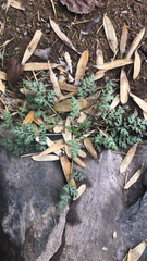 Lepidium didymum