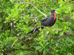 Fregata magnificens
