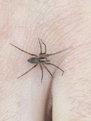 Textrix denticulata