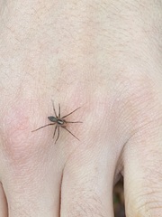 Textrix denticulata