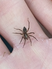 Textrix denticulata