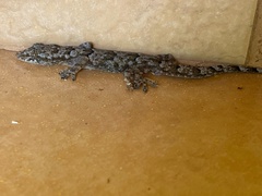 Hemidactylus mabouia