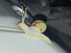 Amphidromus perversus