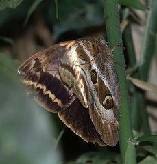 Caligopsis seleucida