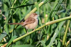 Prinia gracilis