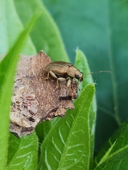 Colaspis