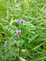 Vicia sativa