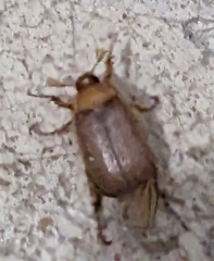 Melolonthinae