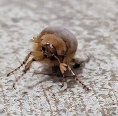 Melolonthinae