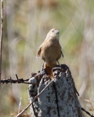 Phacellodomus striaticollis