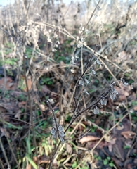 Scutellaria altissima