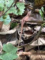 Anolis paravertebralis