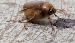 Melolonthinae