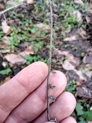 Scutellaria altissima