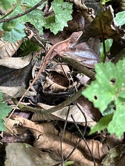 Anolis paravertebralis