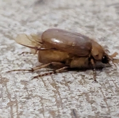 Melolonthinae