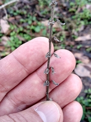 Scutellaria altissima